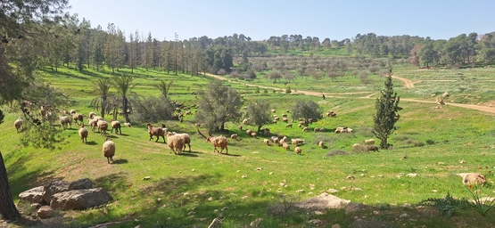 תמונת מופע: שביל ישראל לייט- מנחל דישון לפסגת הר מירון