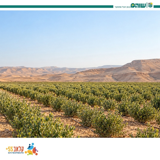 תמונת מופע: טיול לקלאב 55 לאזור הדרום